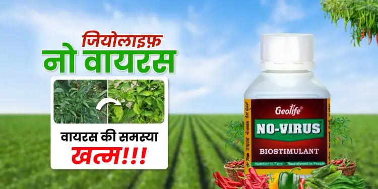 Hin_Geolife_No_Virus_Chilli_Special_1000x500