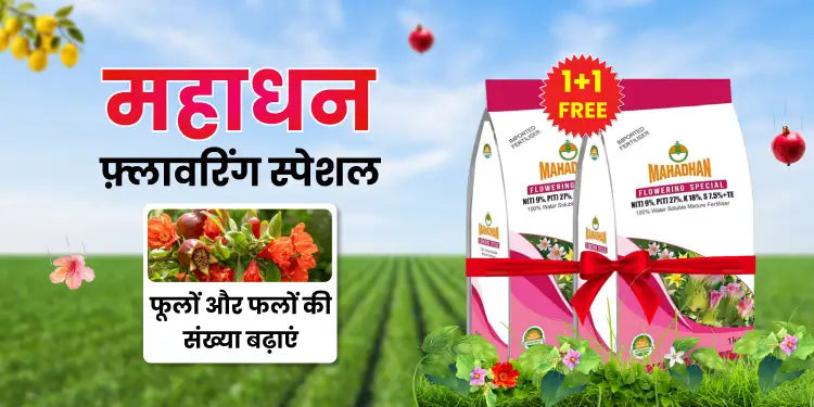Hin_Mahadhan_Flowering_Special_1_1_Combo_0b21e936-44d0-4b06-8744-074438214a15_1200x600