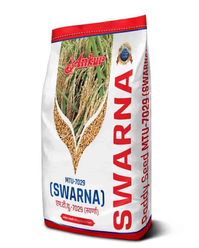 Paddy seeds